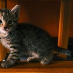 A small tabby kitten sits on a wooden chair.