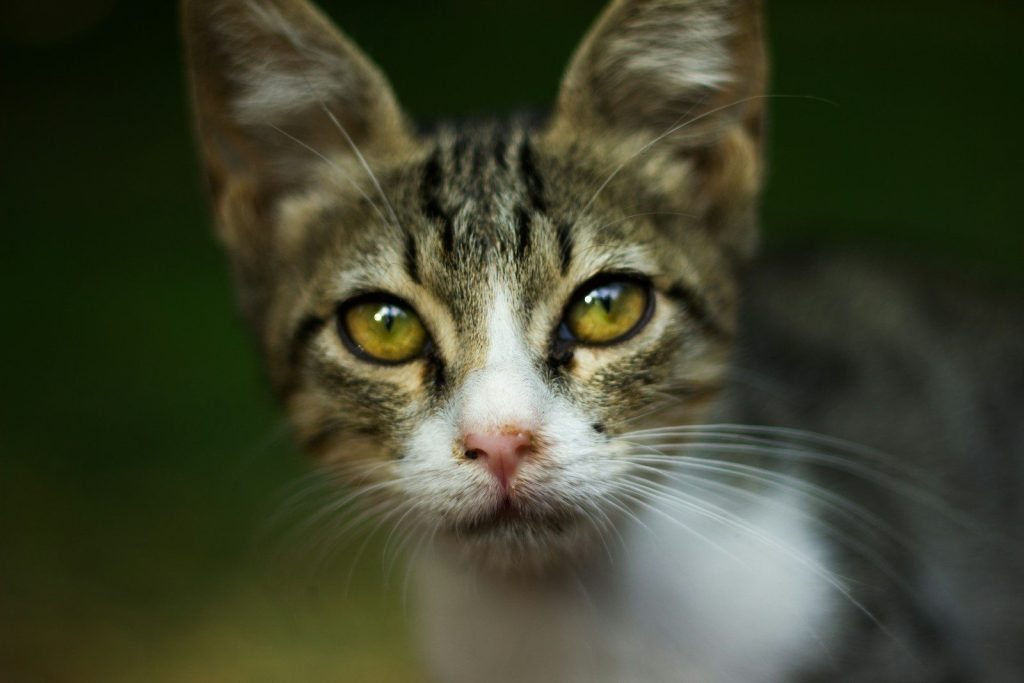 a close up of a cat with yellow eyes