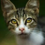 a close up of a cat with yellow eyes