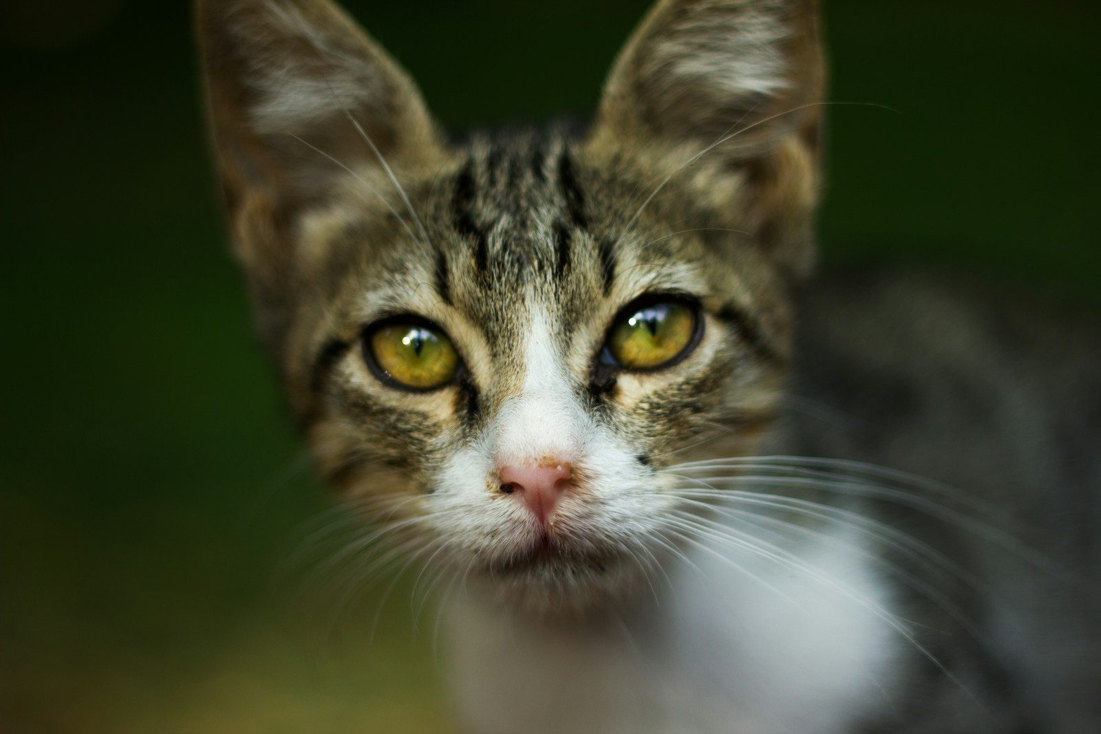 a close up of a cat with yellow eyes
