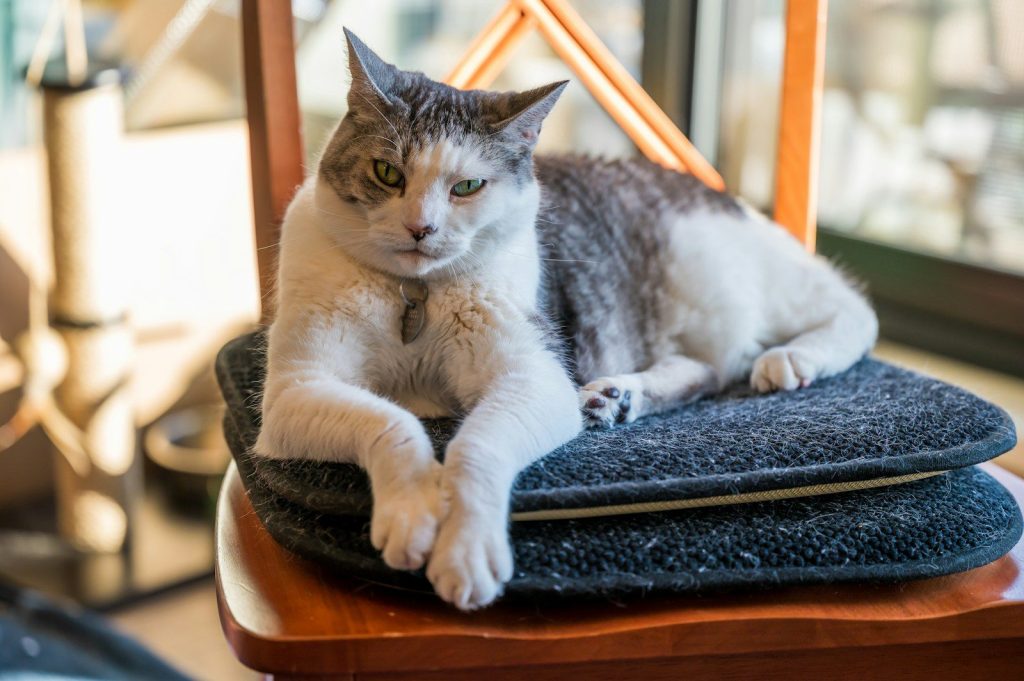 A grey and white cat rests on a chair.