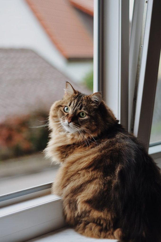 A fluffy brown cat sits by a window.