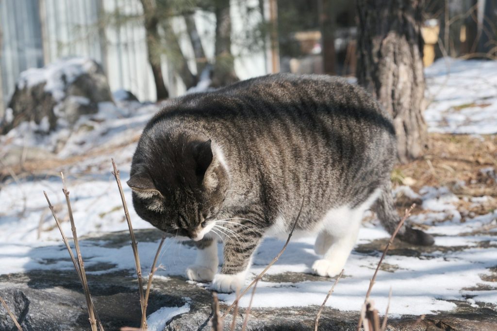 A tabby cat walks through snow and rocks.