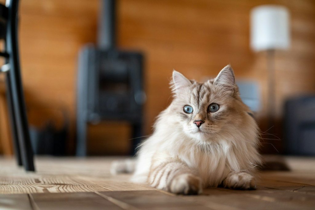 a cat lying on a wood floor