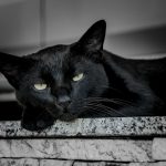 black cat leaning on ceramic tile during daytime