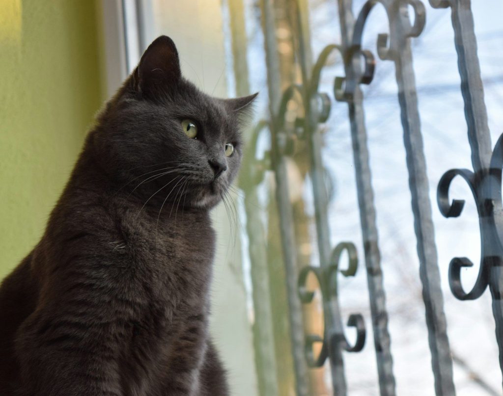a black cat sitting on top of a window sill