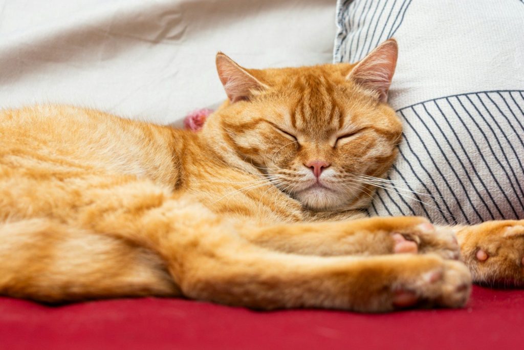 an orange cat sleeping on top of a pillow