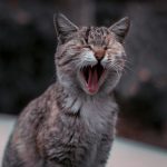a cat with its mouth open and it's mouth wide open