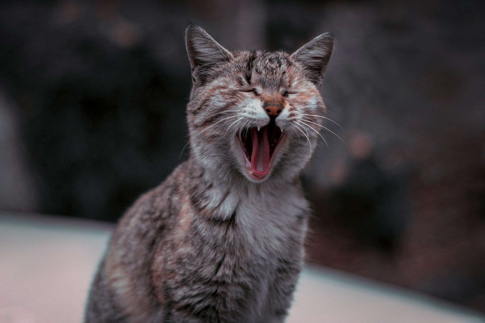 a cat with its mouth open and it's mouth wide open