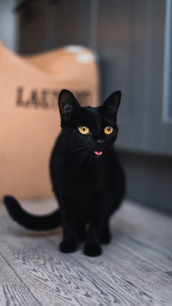 black cat on white floor