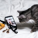 silver tabby cat lying on white textile