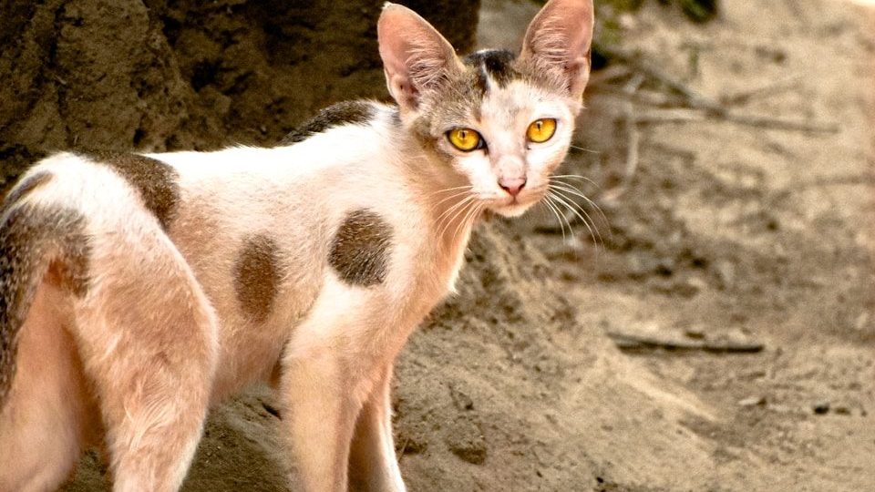 a cat standing on a dirt road