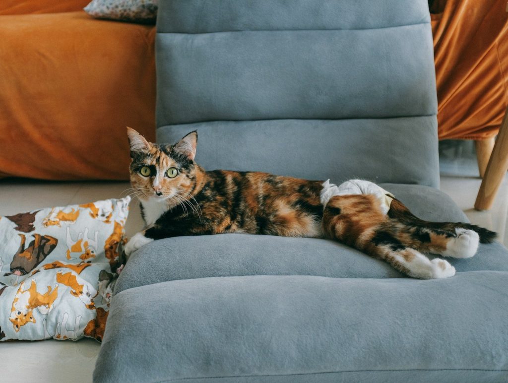 a cat laying on top of a gray chair