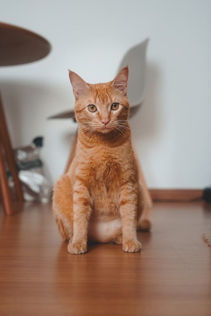 an orange cat sitting on a wooden floor