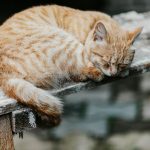 orange tabby cat on brown wooden log