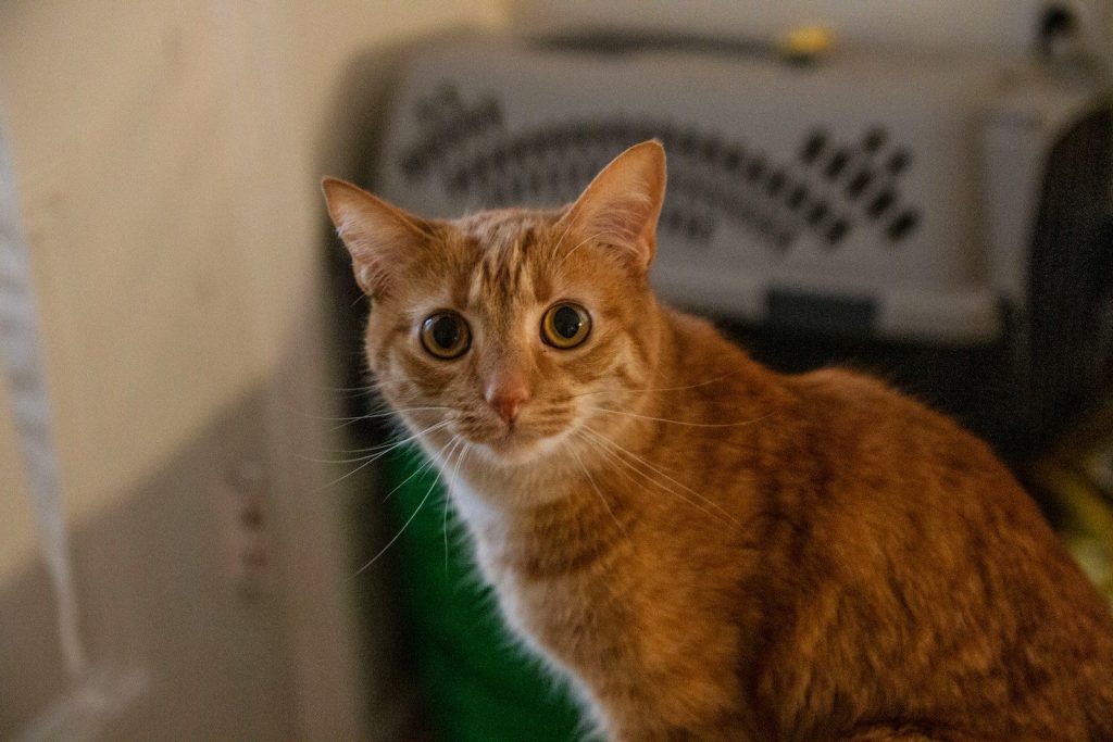 orange tabby cat on white table