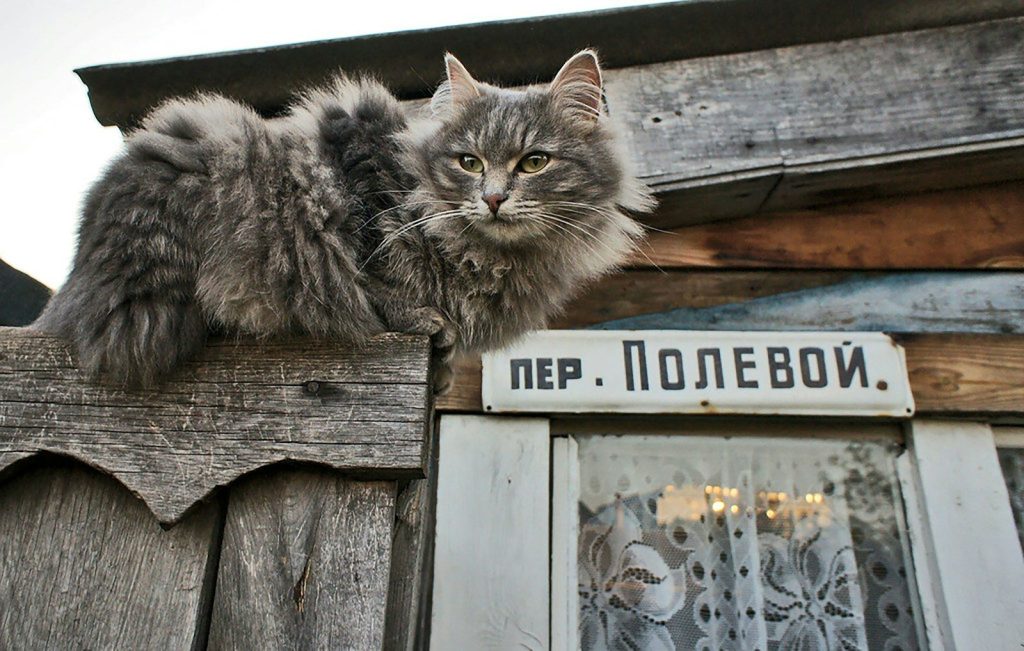 A fluffy grey cat sits on a wooden fence.
