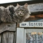 A fluffy grey cat sits on a wooden fence.