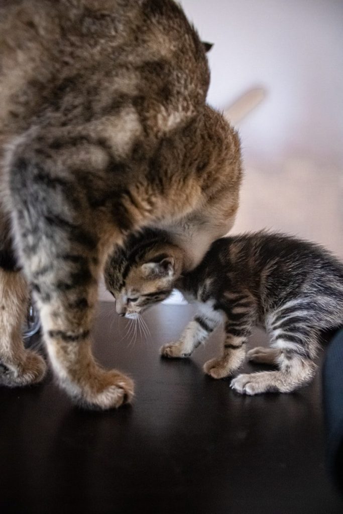 a cat and a kitten