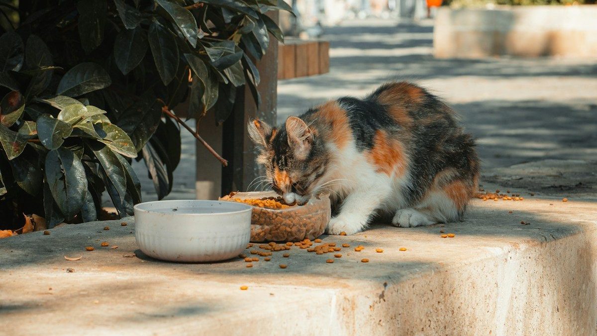A calico cat eats from a bowl outdoors.