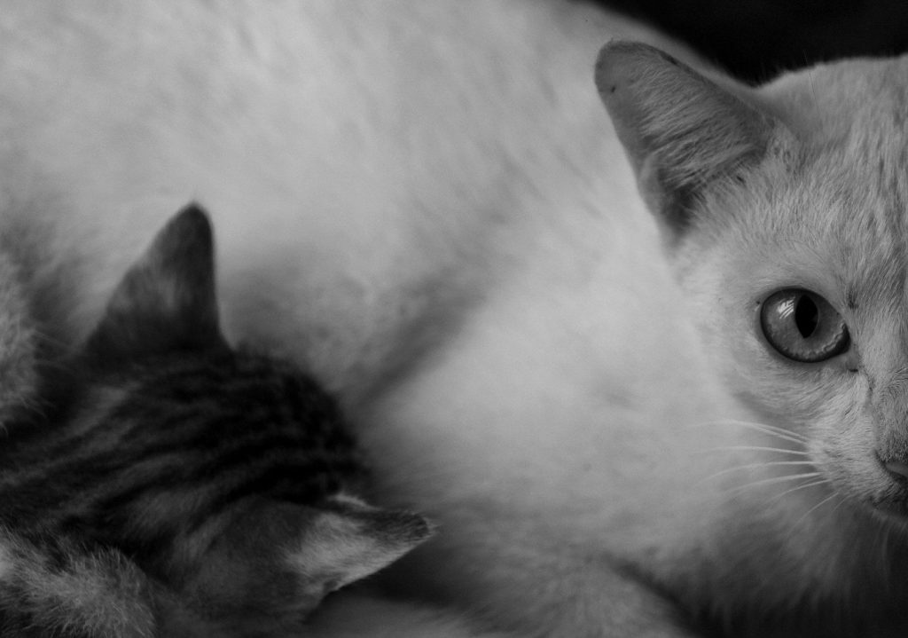 grayscale photography of cat