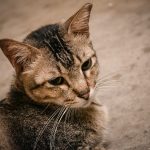 shallow focus photo of brown cat