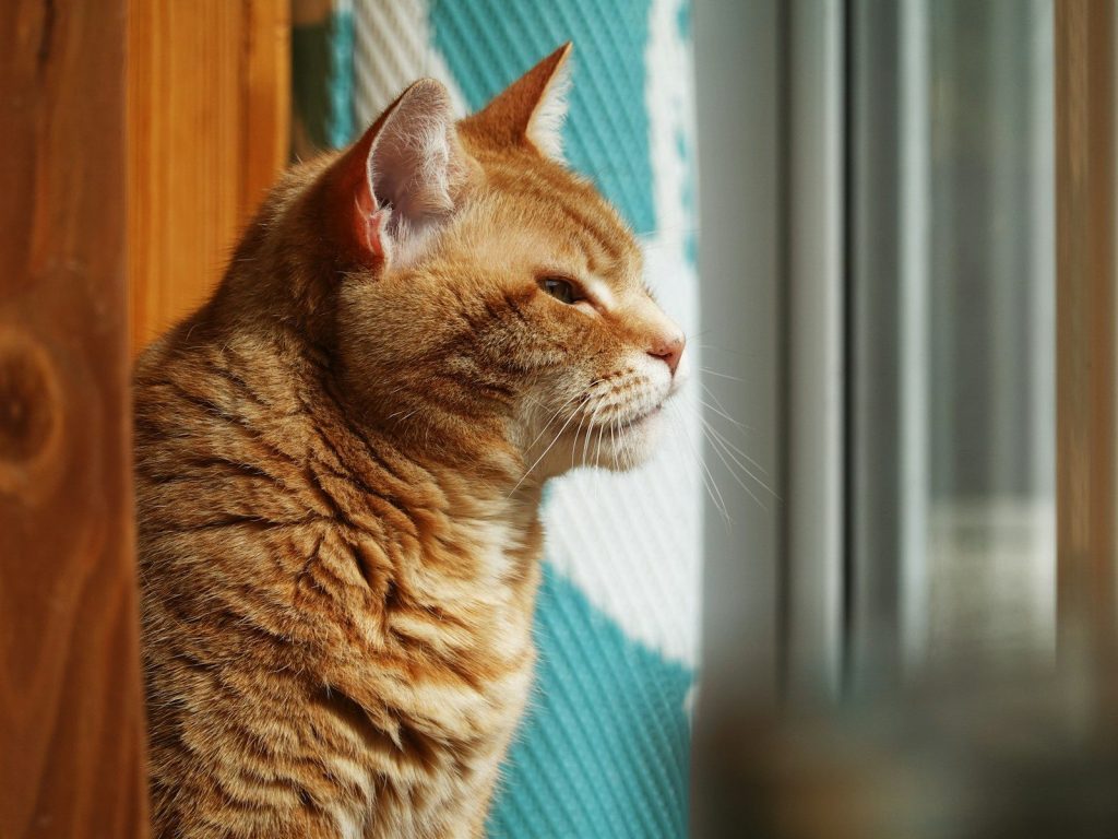 An orange tabby cat looks out a window.
