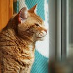 An orange tabby cat looks out a window.