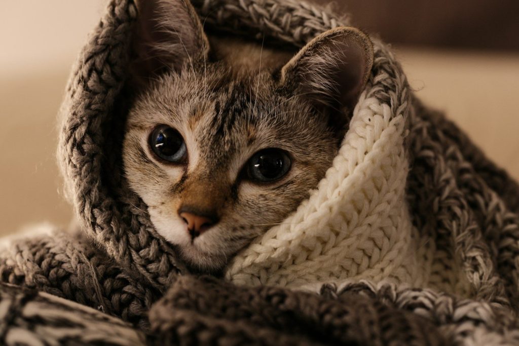 A cute cat wrapped in a cozy blanket
