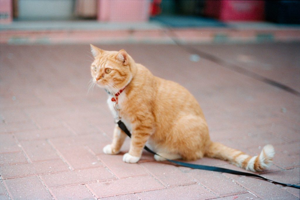 An orange cat sits on a brick path outdoors.