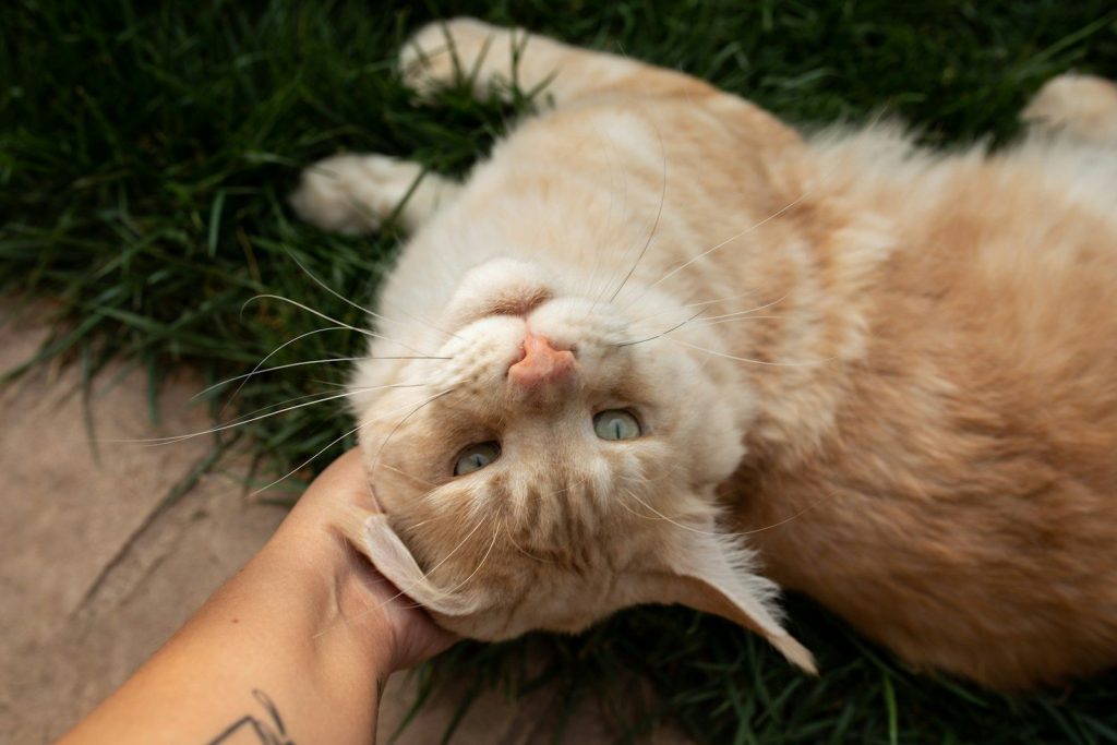an orange and white cat laying on top of a person's hand