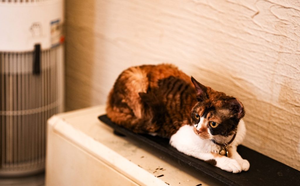 A calico cat rests on a black surface.
