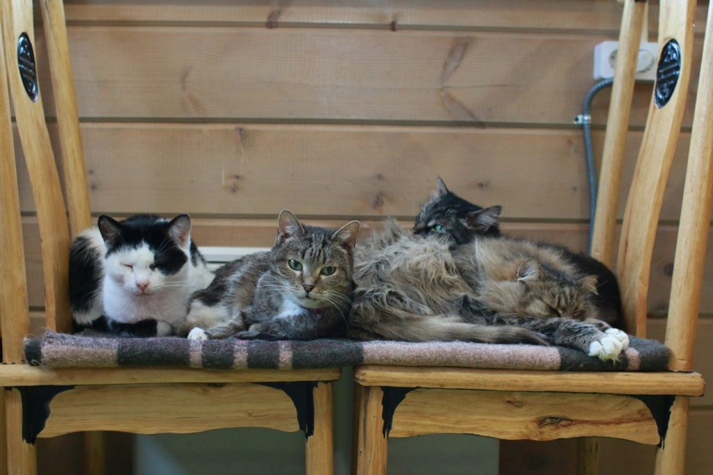 A group of cats sitting on top of a wooden chair