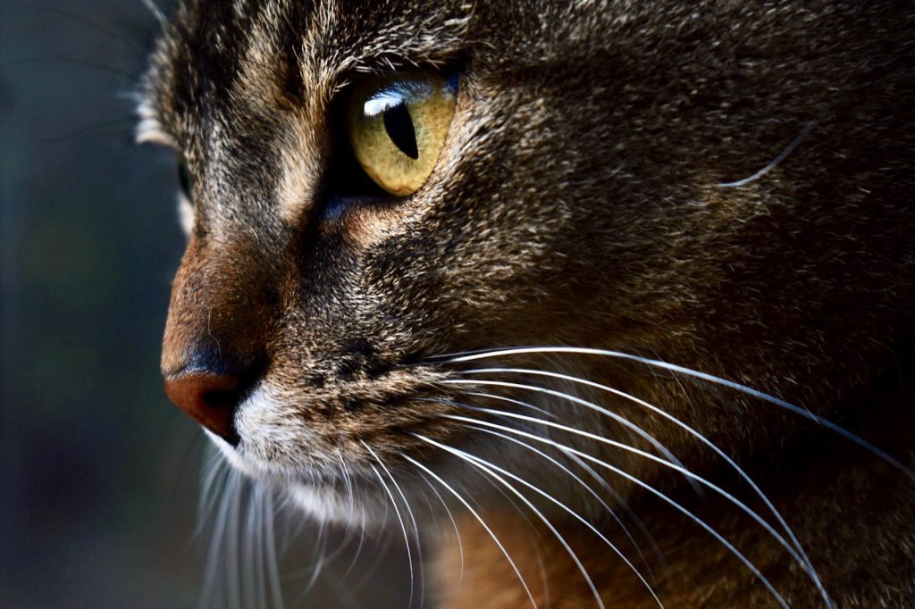 a close up of a cat with a blurry background