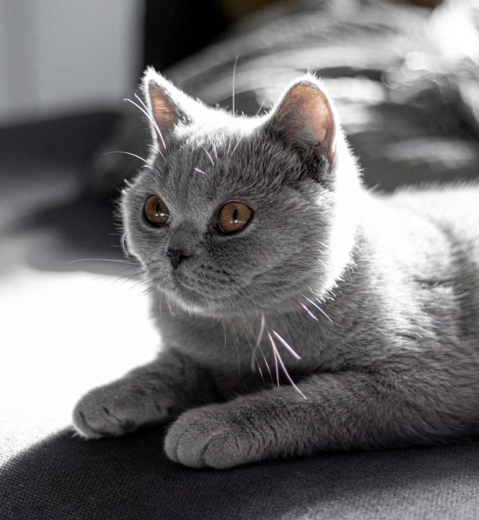 a close up of a cat