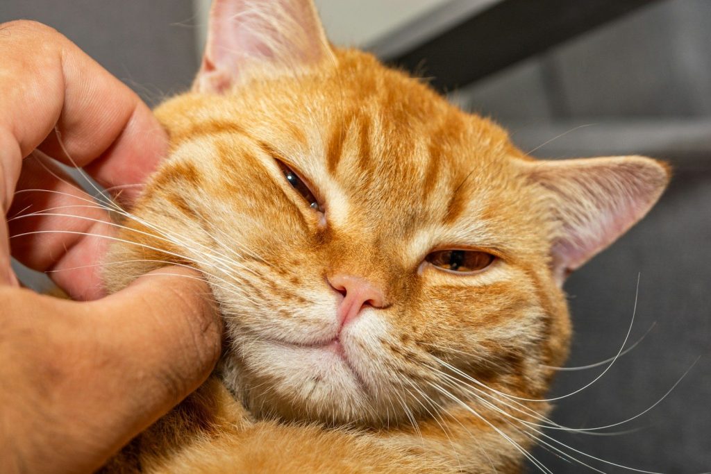 an orange cat being petted by a person