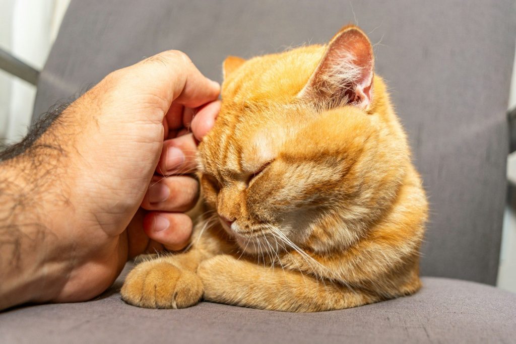 a person petting a cat on the arm of a chair