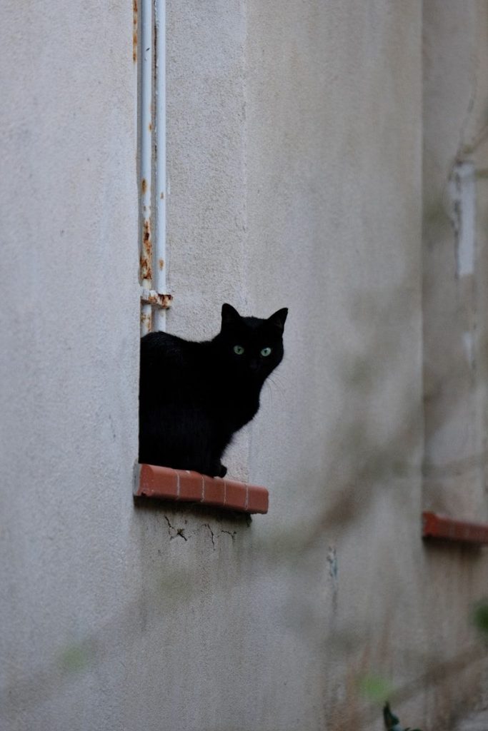 Black cat sits on a windowsill looking out.