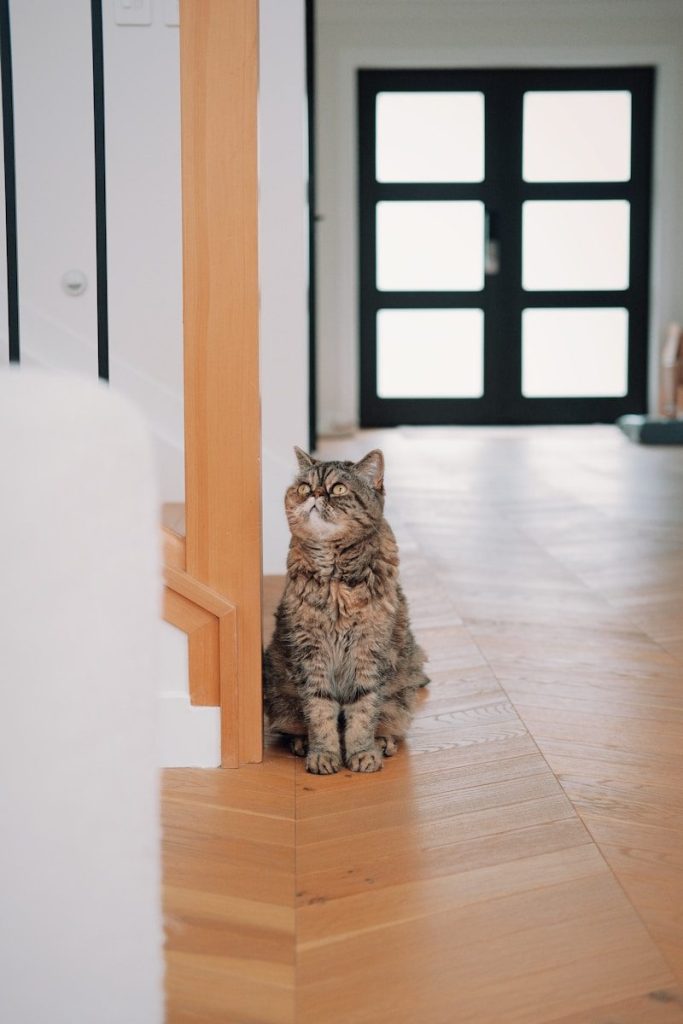 A fluffy cat sits on a wooden floor.