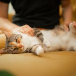 A cat that is laying down on a couch