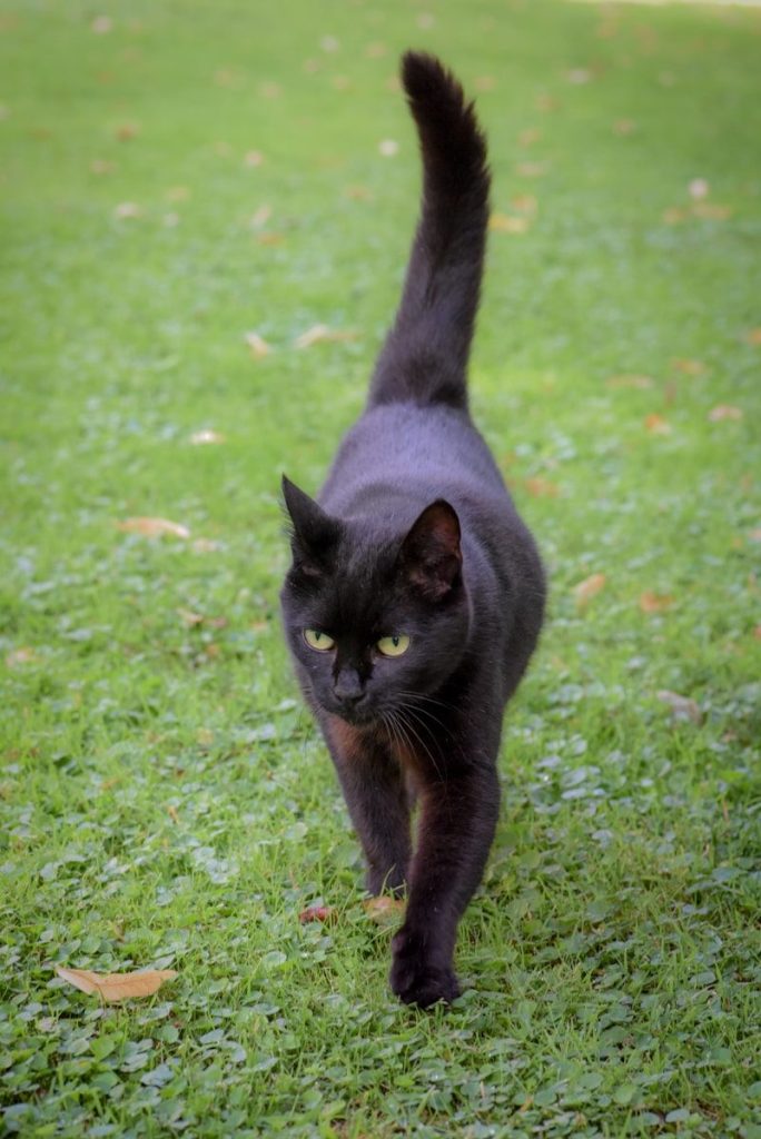 black cat on green grass field during daytime