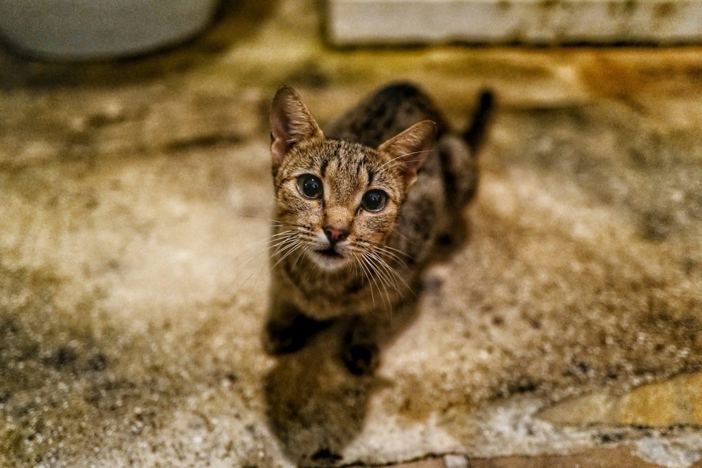shallow focus photo of brown cat