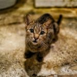 shallow focus photo of brown cat