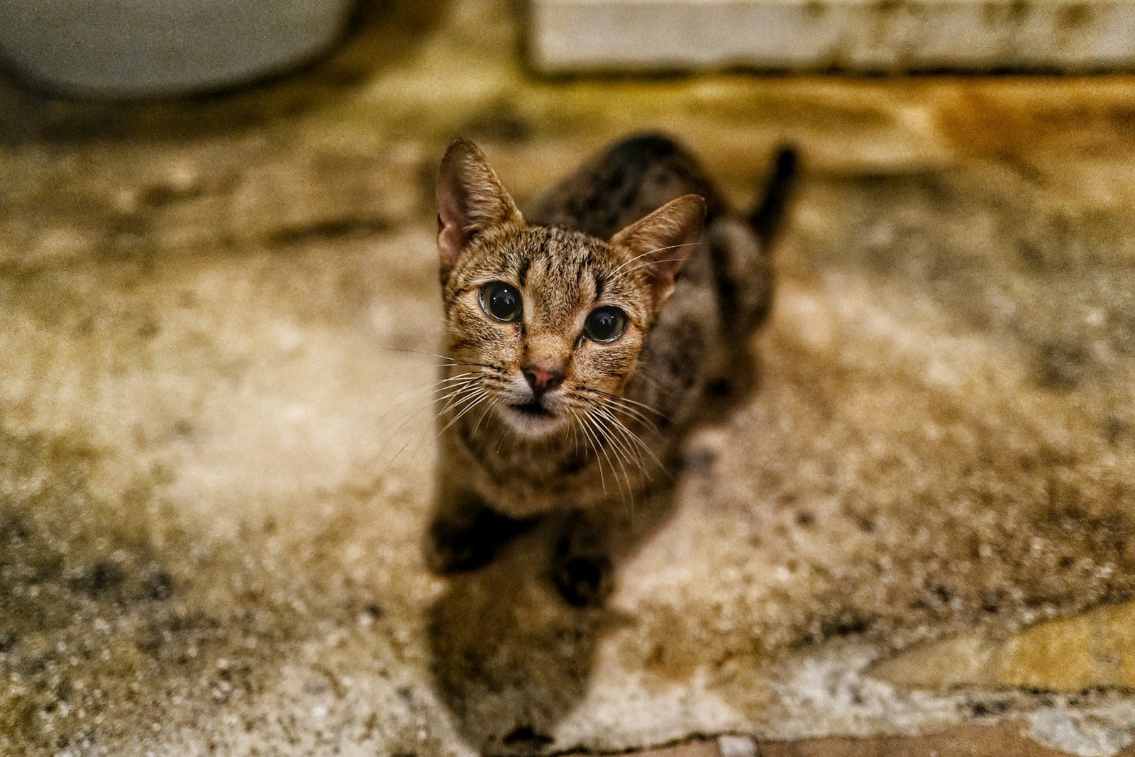 shallow focus photo of brown cat