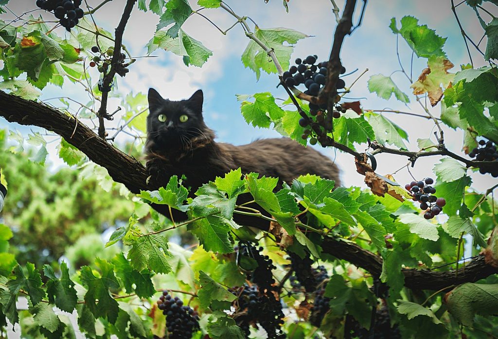 a cat in a tree