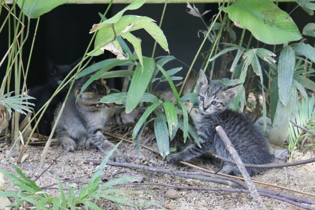 a couple of kittens that are sitting in the dirt