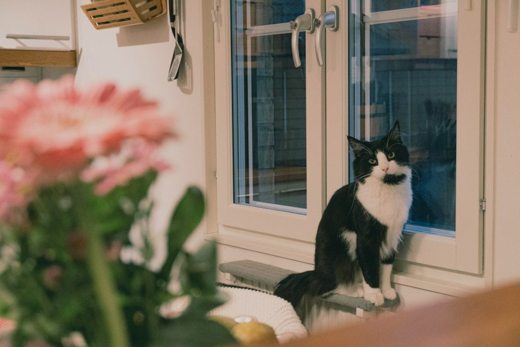 a black and white cat sitting on a window sill