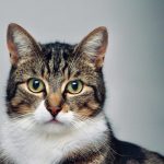 brown and white tabby cat