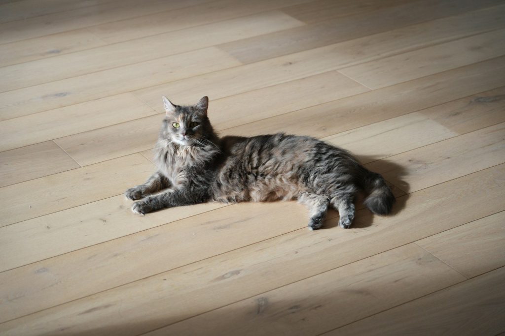 A long-haired cat lies on a wooden floor.