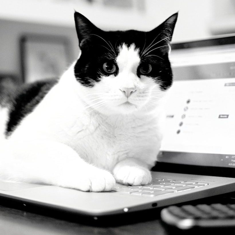 black and white cat on white printer paper